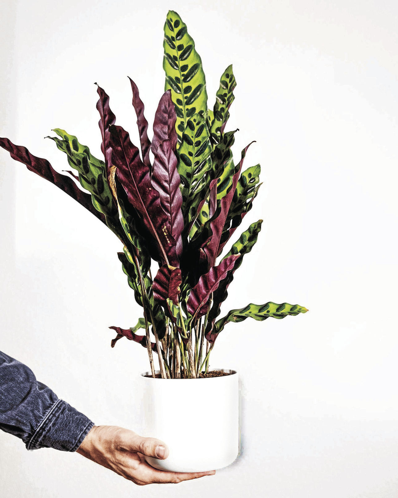 Calatheas